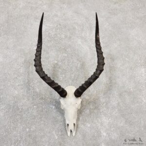 Impala Skull & Horn European Mount For Sale #20047 @ The Taxidermy Store