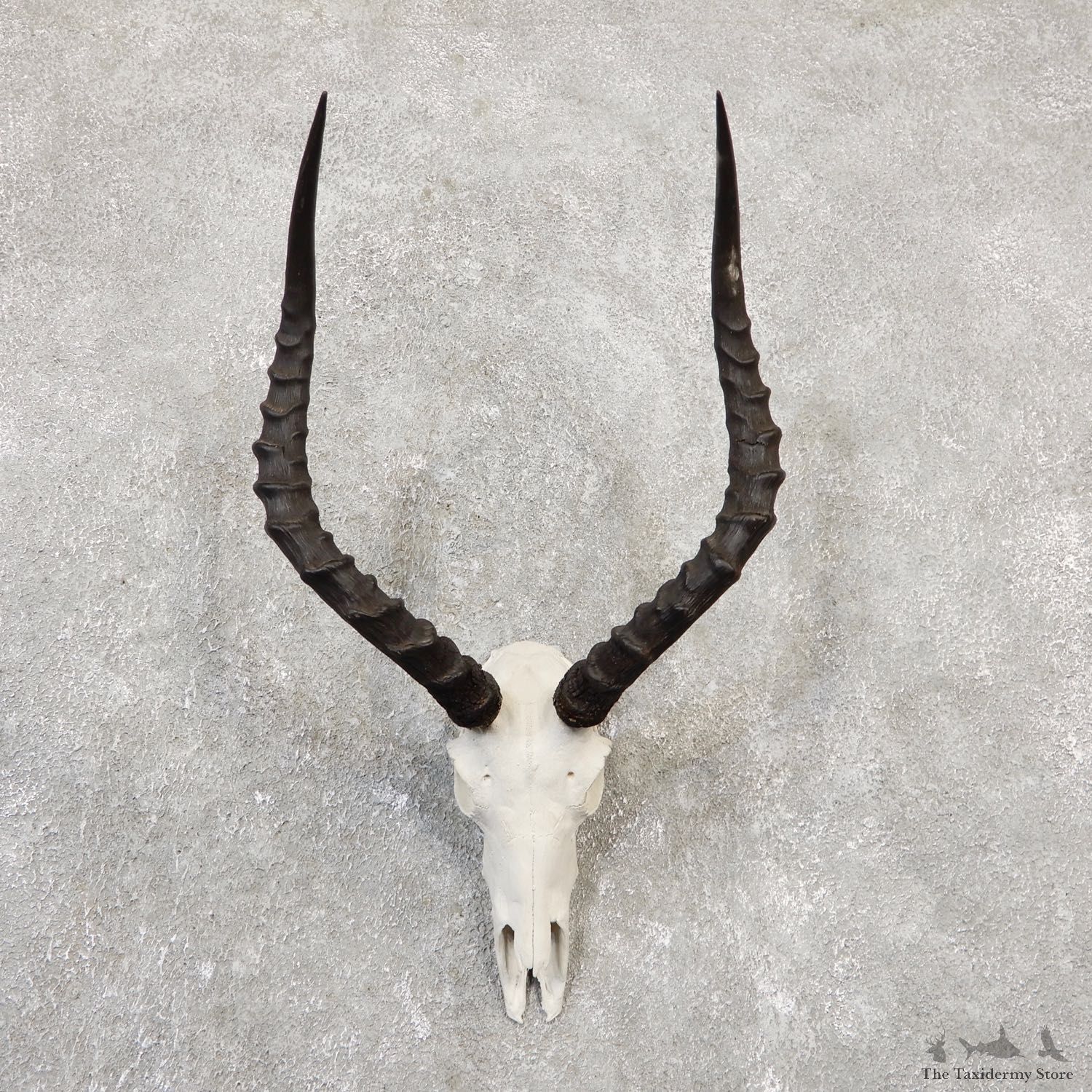 Impala Skull & Horn European Mount For Sale #20047 @ The Taxidermy Store