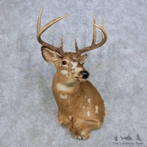 Piebald Whitetail Deer Taxidermy Shoulder Mount For Sale #14081 @ The Taxidermy Store