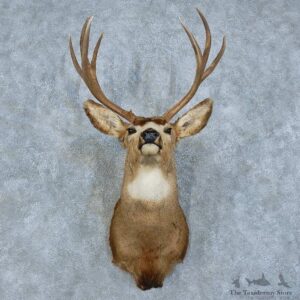 Mule Deer Shoulder Mount For Sale #15791 @ The Taxidermy Store