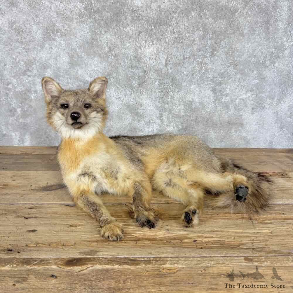 Grey Fox Life-Size Mount For Sale #31986 @ The Taxidermy Store