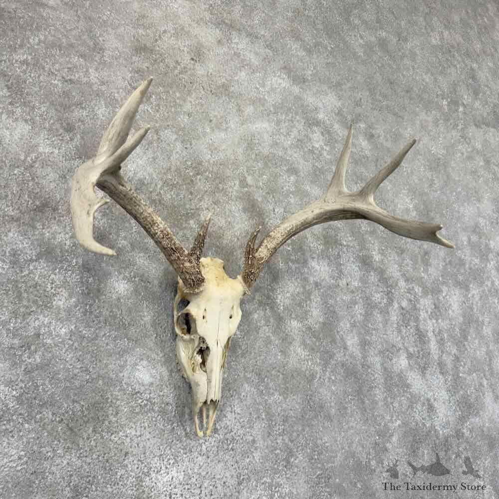 Whitetail Deer Skull European Mount For Sale #30917 @ The Taxidermy Store