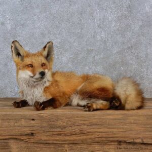 Red Fox Life-Size Mount For Sale #15221 @ The Taxidermy Store