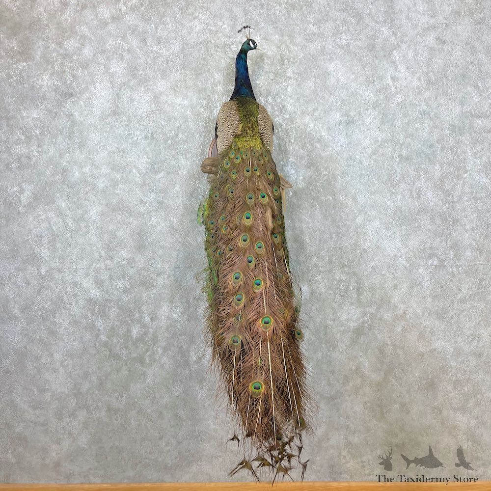 Blue Indian Peacock Bird Mount For Sale #26920 @ The Taxidermy Store