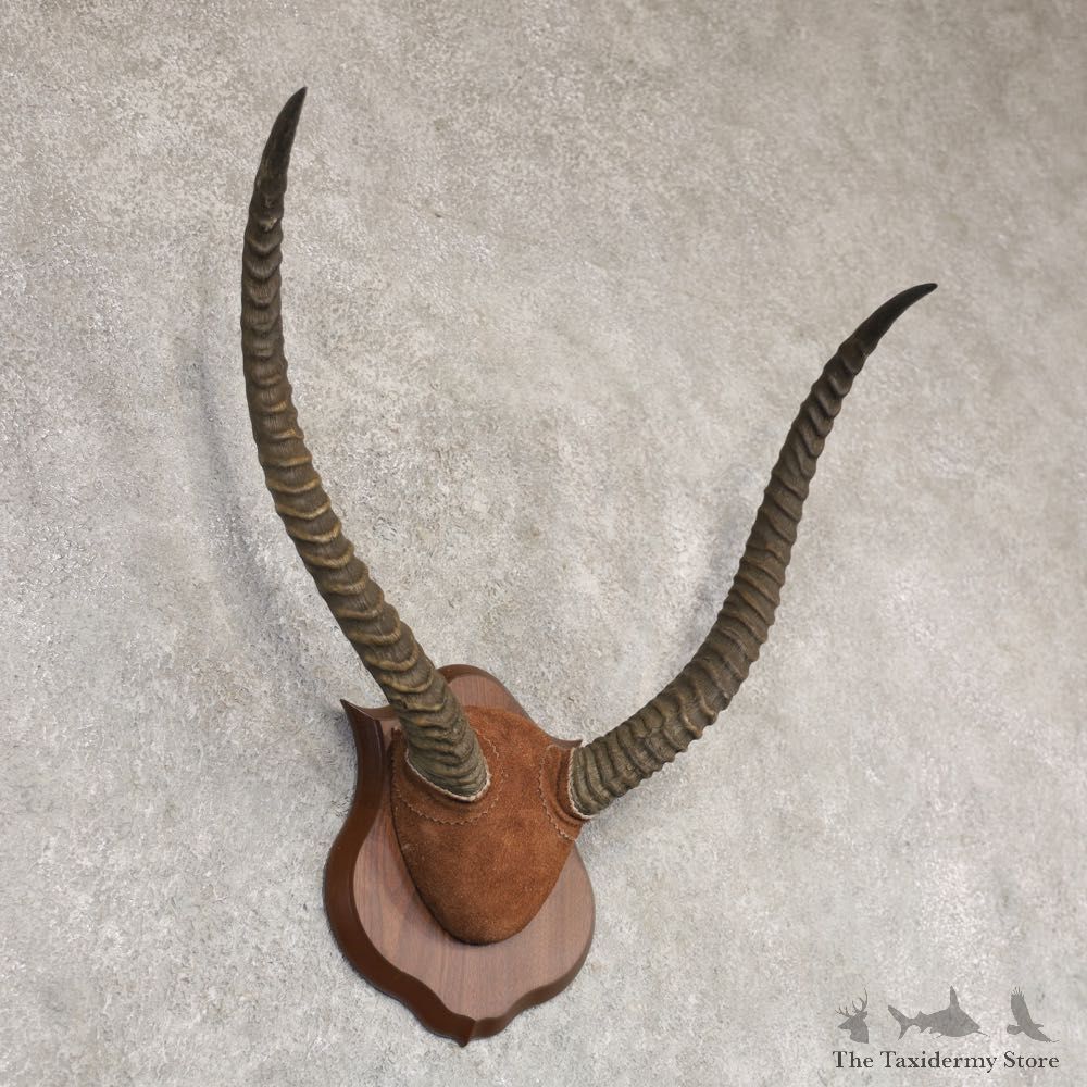 Lechwe Horn Plaque Mount For Sale #22361 @ The Taxidermy Store