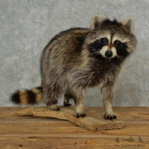 Raccoon Life-Size Mount For Sale #16838 @ The Taxidermy Store