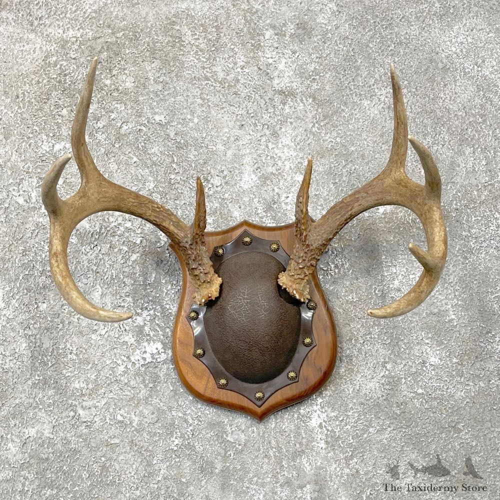 Whitetail Deer Antler Plaque Mount For Sale #24816 @ The Taxidermy Store