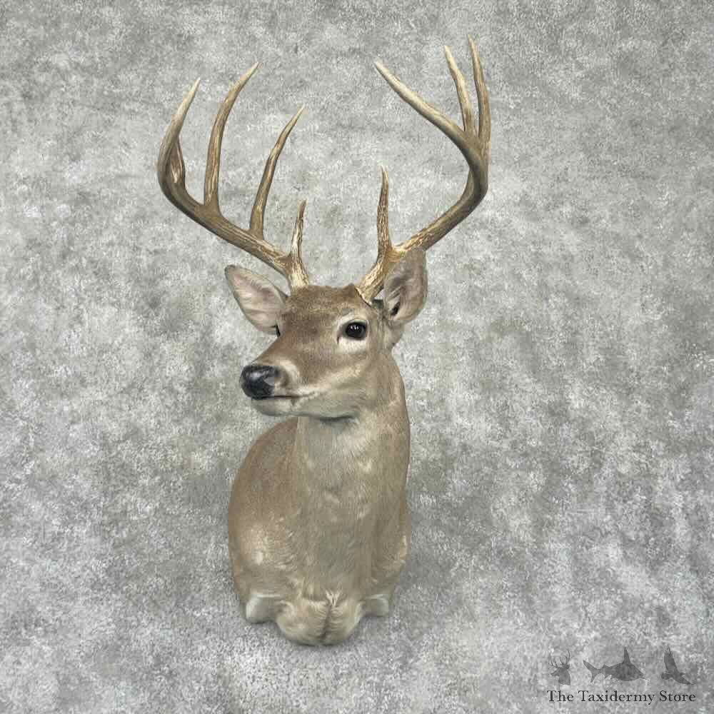 Texas Whitetail Deer Shoulder Mount For Sale #31794 @ The Taxidermy Store