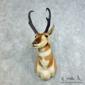 Pronghorn Taxidermy Head Mount #18457 For Sale @ The Taxidermy Store