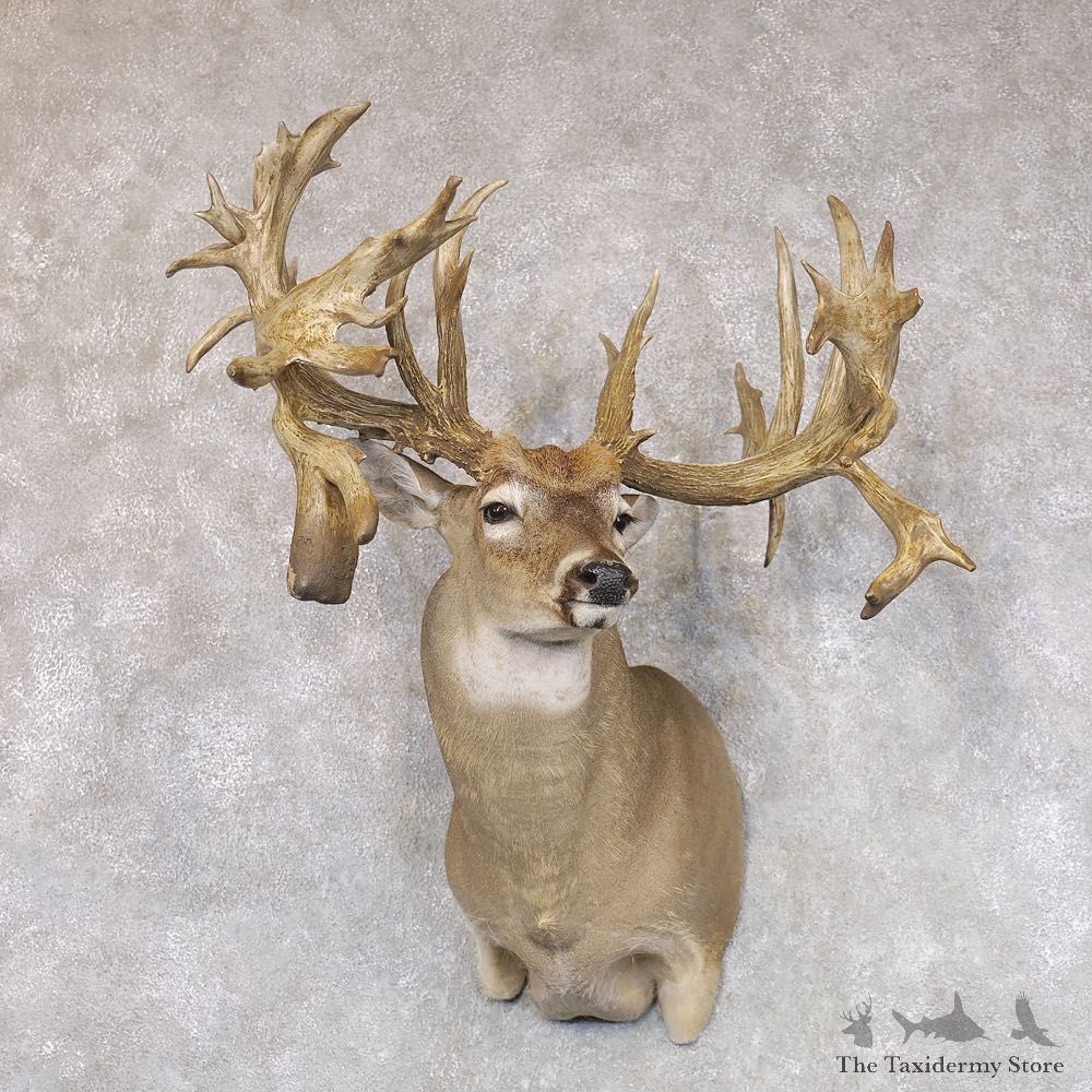 Whitetail Deer Shoulder Mount For Sale #22502 @ The Taxidermy Store