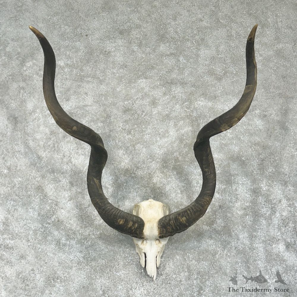 Greater Kudu Skull Horn European Mount For Sale #29758 @ The Taxidermy Store
