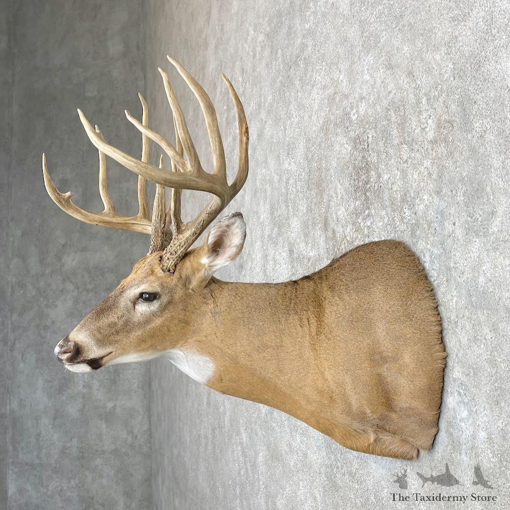 Whitetail Deer Shoulder Mount For Sale #26911 @ The Taxidermy Store