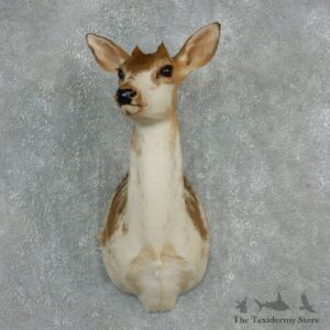 Piebald Nubby Shoulder Mount For Sale #17918 @ The Taxidermy Store