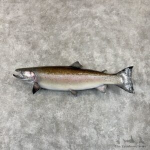 Steelhead Fish Mount For Sale #30035 @ The Taxidermy Store