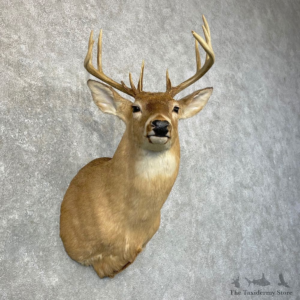 Whitetail Deer Taxidermy Shoulder Mount For Sale #24643 @ The Taxidermy Store