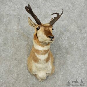 Pronghorn Antelope Shoulder Mount For Sale #15974 @ The Taxidermy Store