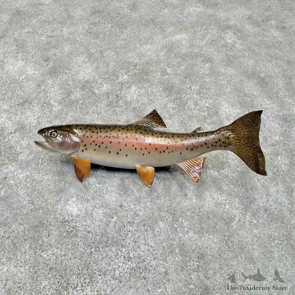 Rainbow Trout Fish Mount For Sale #31713 @ The Taxidermy Store