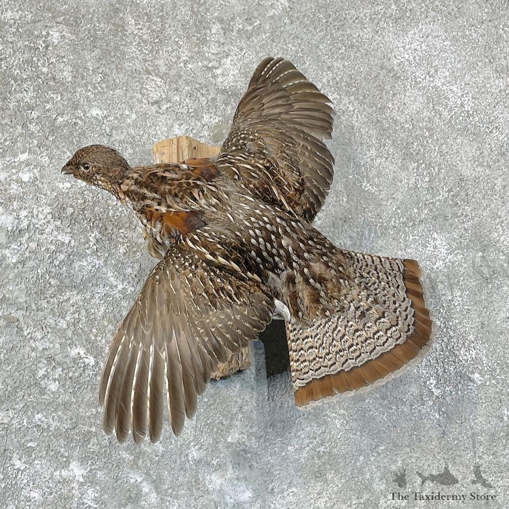 Ruffed Grouse Bird Mount For Sale #27041 @ The Taxidermy Store