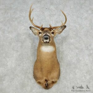 Whitetail Deer Taxidermy Shoulder Mount For Sale #14120 @ The Taxidermy Store
