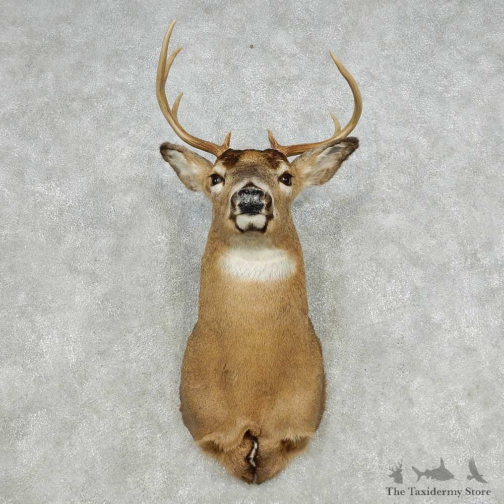 Whitetail Deer Taxidermy Shoulder Mount For Sale #14120 @ The Taxidermy Store