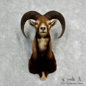 Mouflon Ram Shoulder Mount For Sale #17816 @ The Taxidermy Store