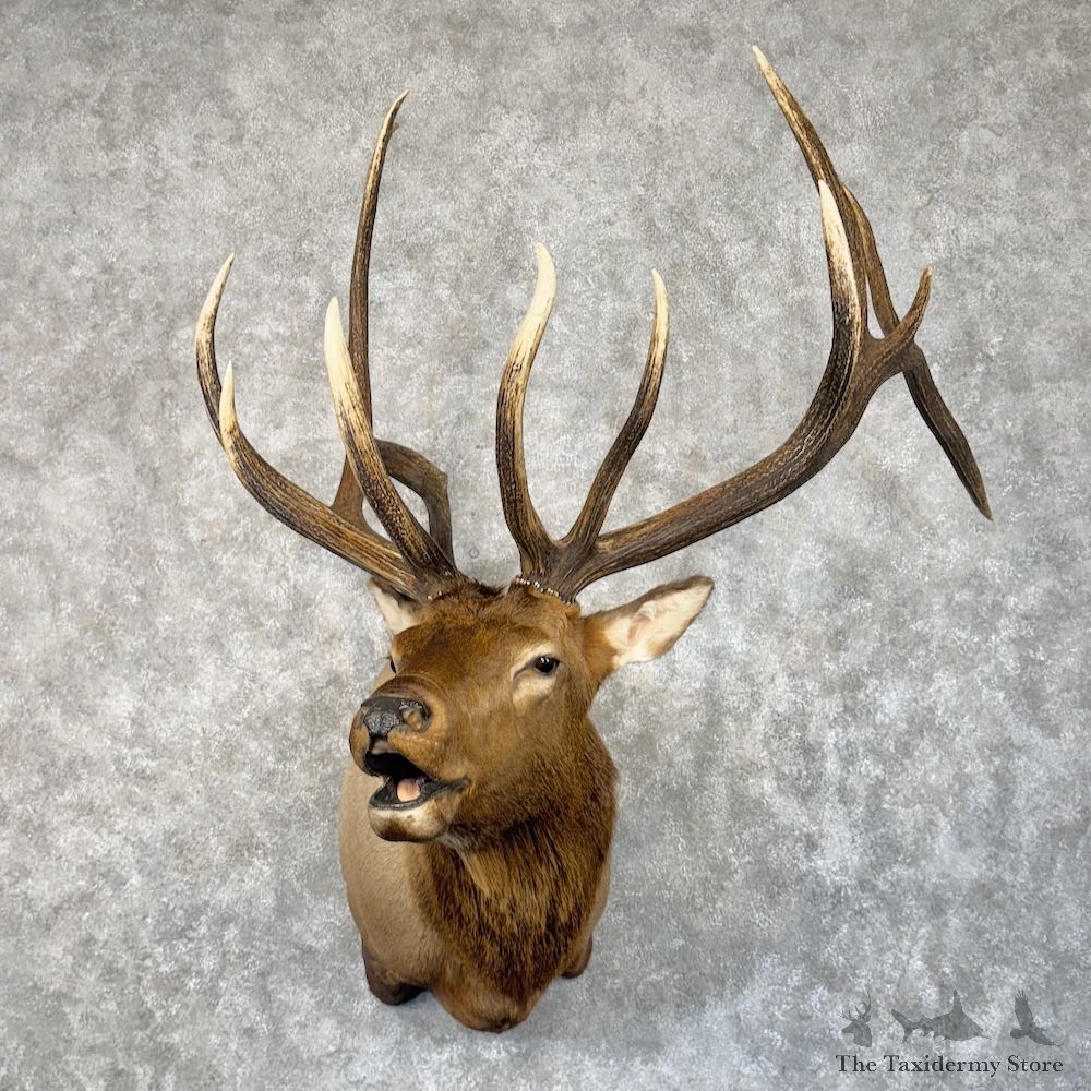 Rocky Mountain Elk Shoulder Mount For Sale #30089 @ The Taxidermy Store