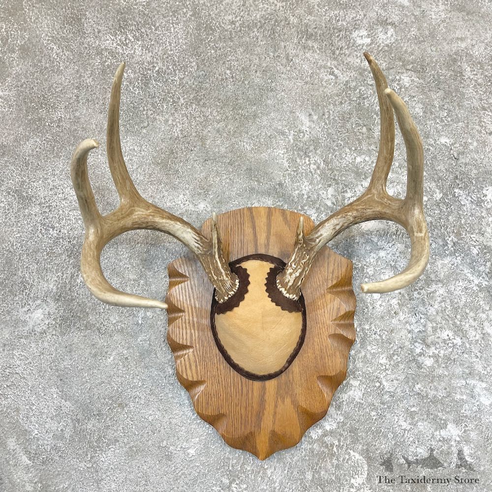 Whitetail Deer Antler Plaque Taxidermy For Sale #26599 @ The Taxidermy Store