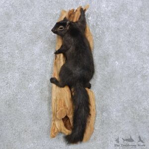 Black Squirrel Mount For Sale #14888 @ The Taxidermy Store