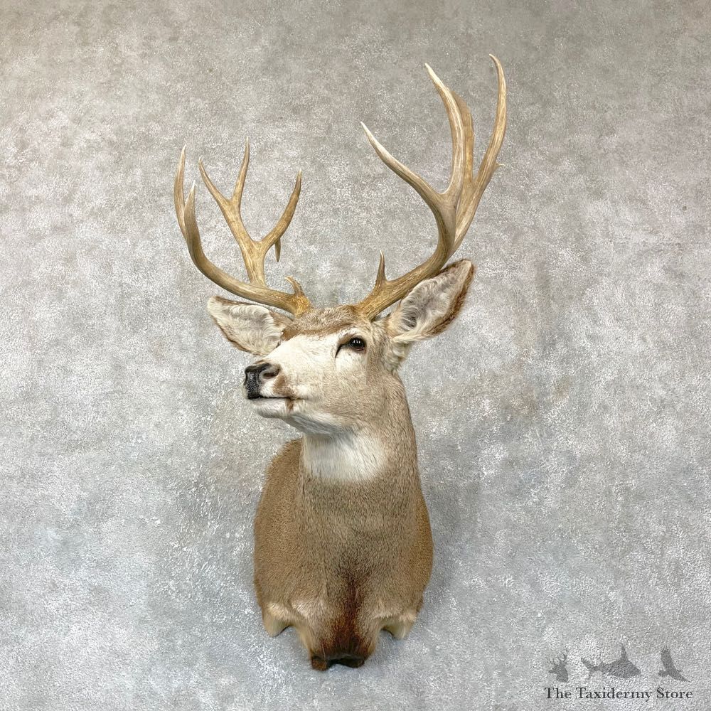Mule Deer Shoulder Mount For Sale #24378 @ The Taxidermy Store