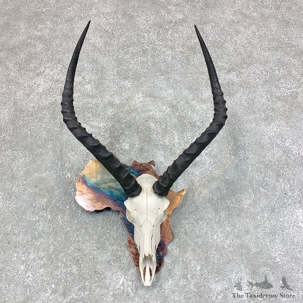 Impala Skull & Horn European Mount For Sale #21788 @ The Taxidermy Store