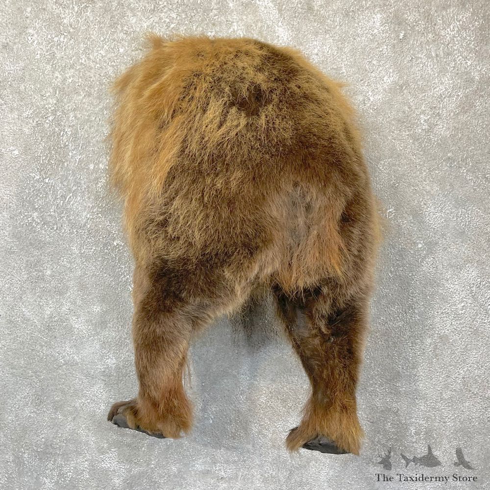 Grizzly Bear Novelty Butt Mount For Sale #24381 @ The Taxidermy Store