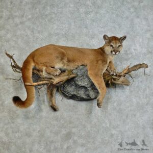 Mountain Lion Life-Size Mount For Sale #16129 @ The Taxidermy Store