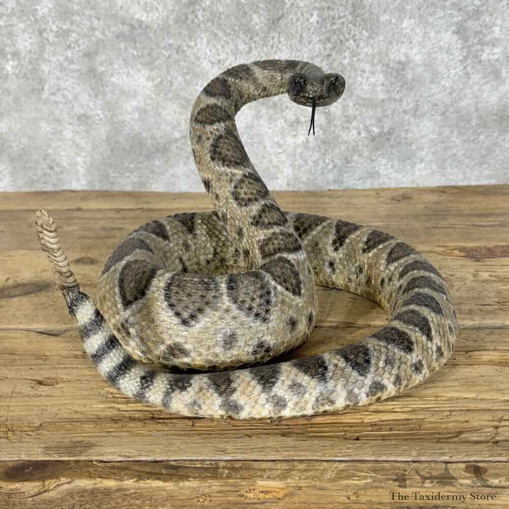 Eastern Diamondback Rattlesnake Mount For Sale #31392 @ The Taxidermy Store