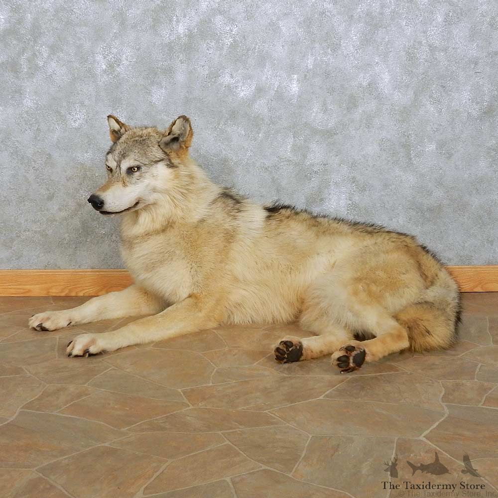 Alaskan Gray Wolf Mount For Sale #15105 @ The Taxidermy Store