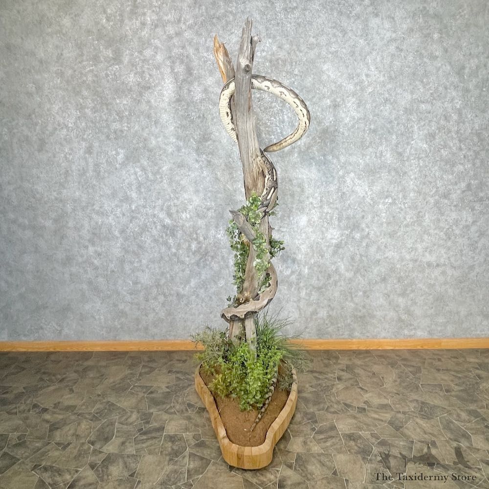 Reticulated Python Snake Mount For Sale #26875 @ The Taxidermy Store