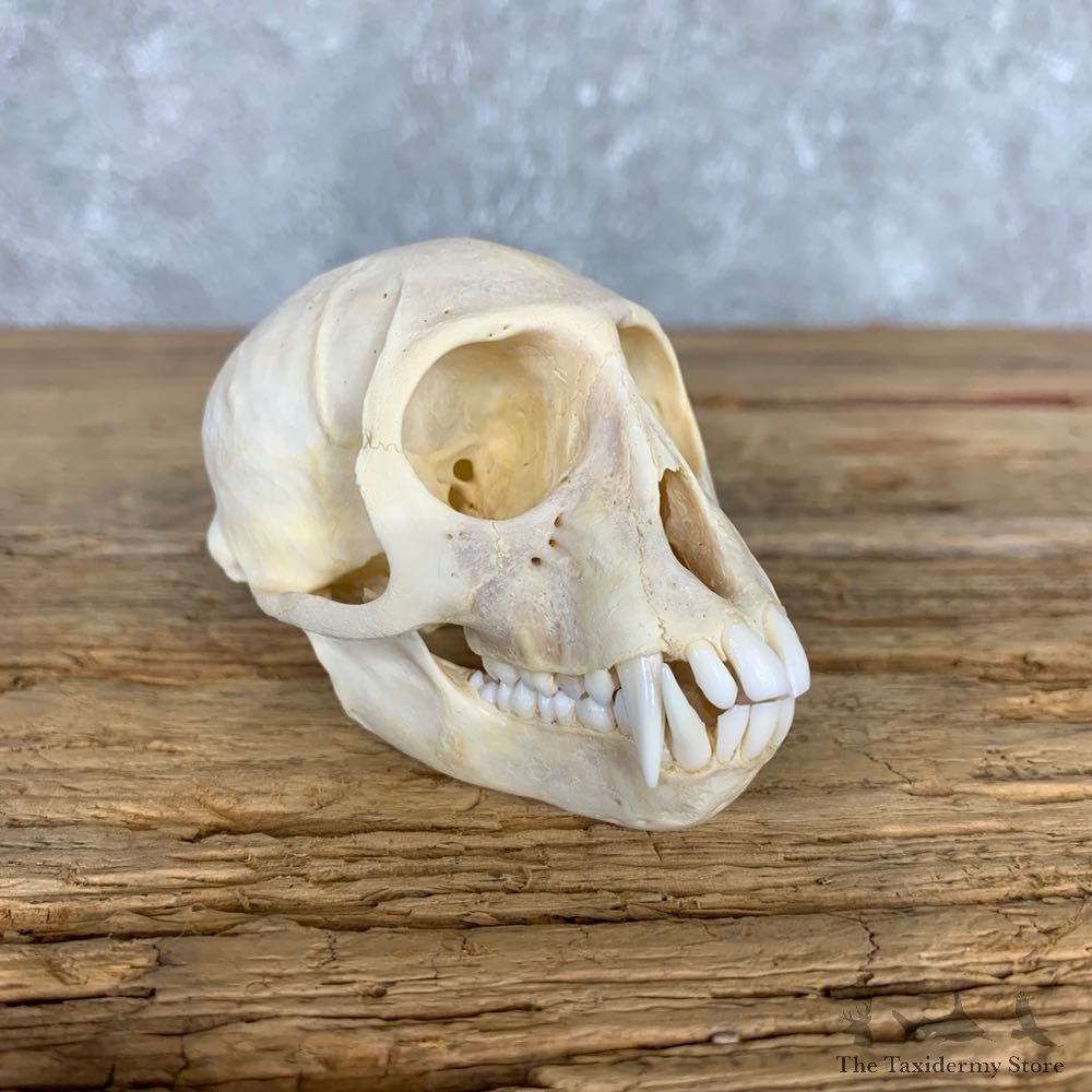 Vervet Monkey Full Skull Mount For Sale #21794 @ The Taxidermy Store