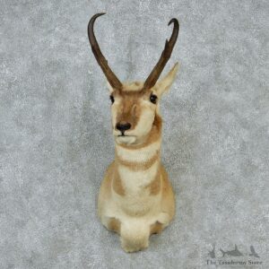 Pronghorn Taxidermy Head Mount #12853 For Sale @ The Taxidermy Store