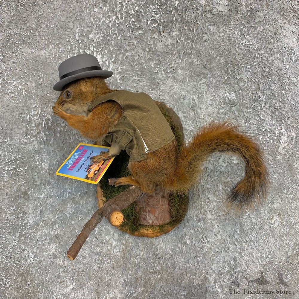 Ecologist Squirrel Novelty Mount For Sale #21272 @ The Taxidermy Store