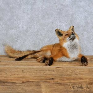Red Fox Life-Size Mount For Sale #14981 @ The Taxidermy Store