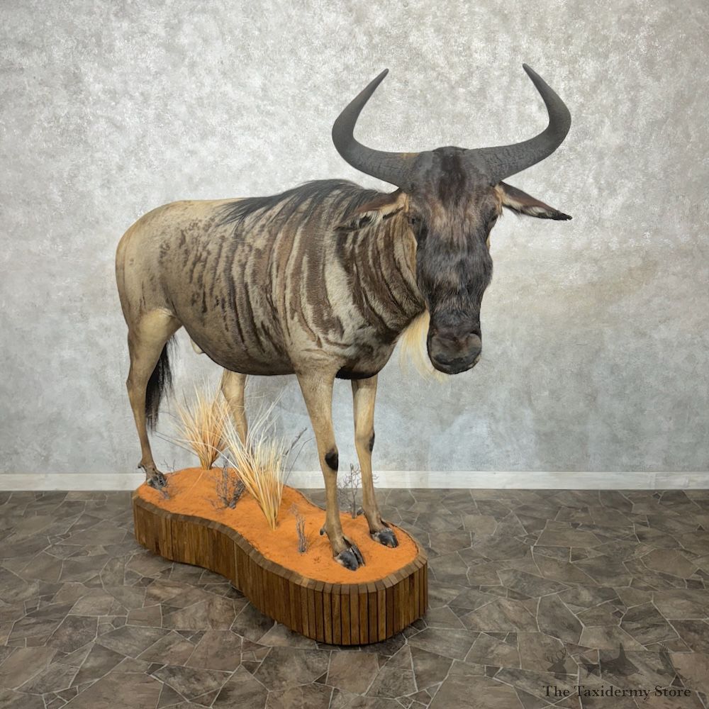 White-Bearded Wildebeest Life-Size Mount For Sale #29749 @ The Taxidermy Store