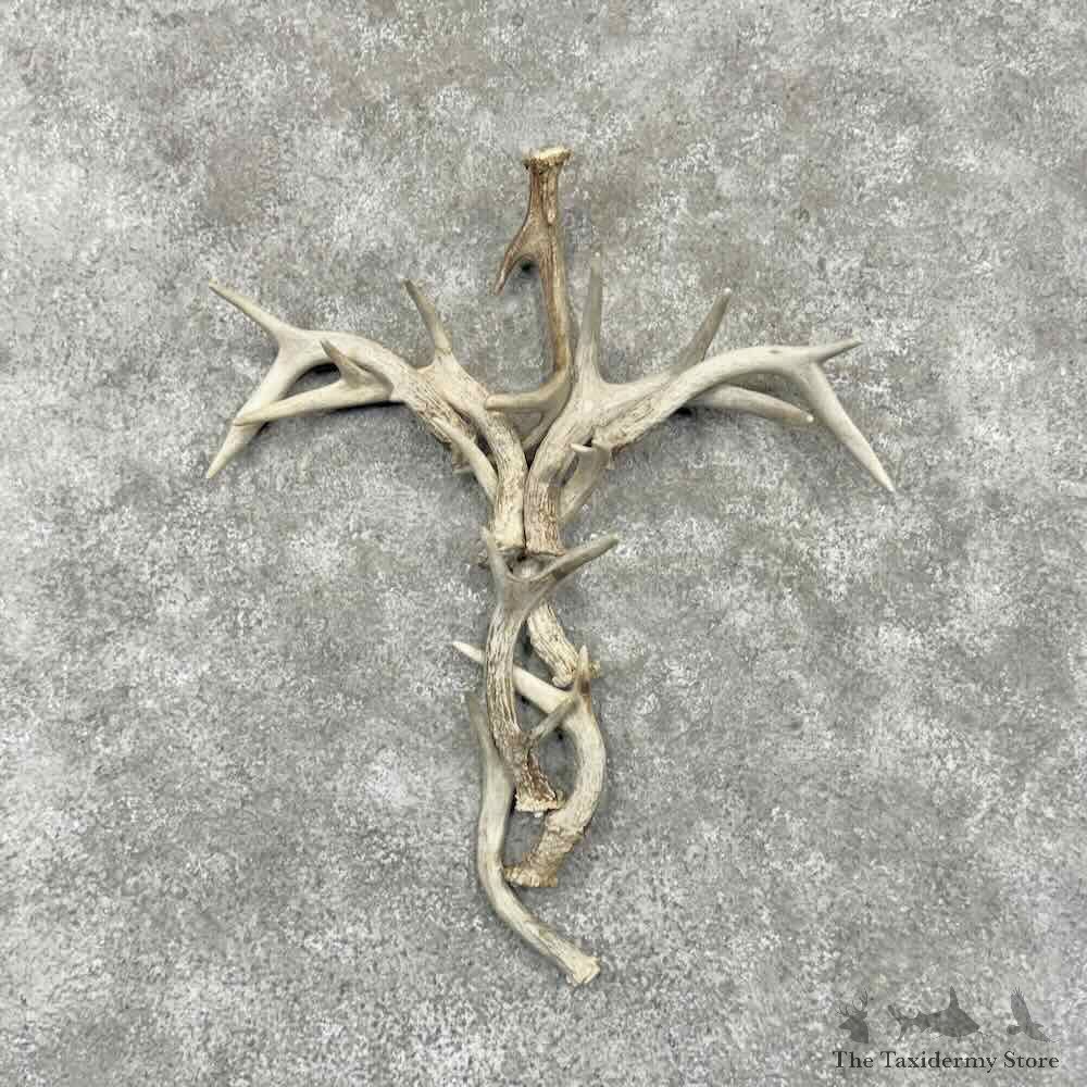 Whitetail Deer Antler Decor For Sale #31723 @ The Taxidermy Store