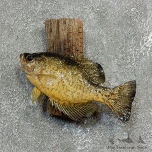 Crappie Fish Mount For Sale #17774 @ The Taxidermy Store