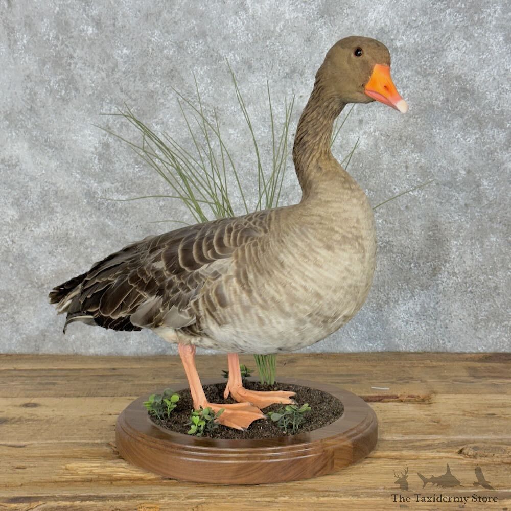 Greylag Goose Bird Mount For Sale #28957 @ The Taxidermy Store