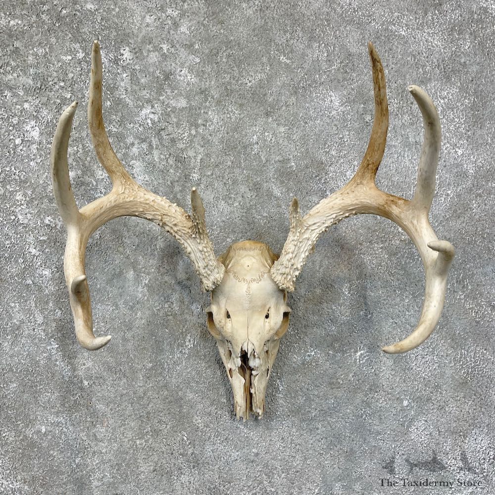 Whitetail Deer Skull European Mount For Sale #25676 @ The Taxidermy Store