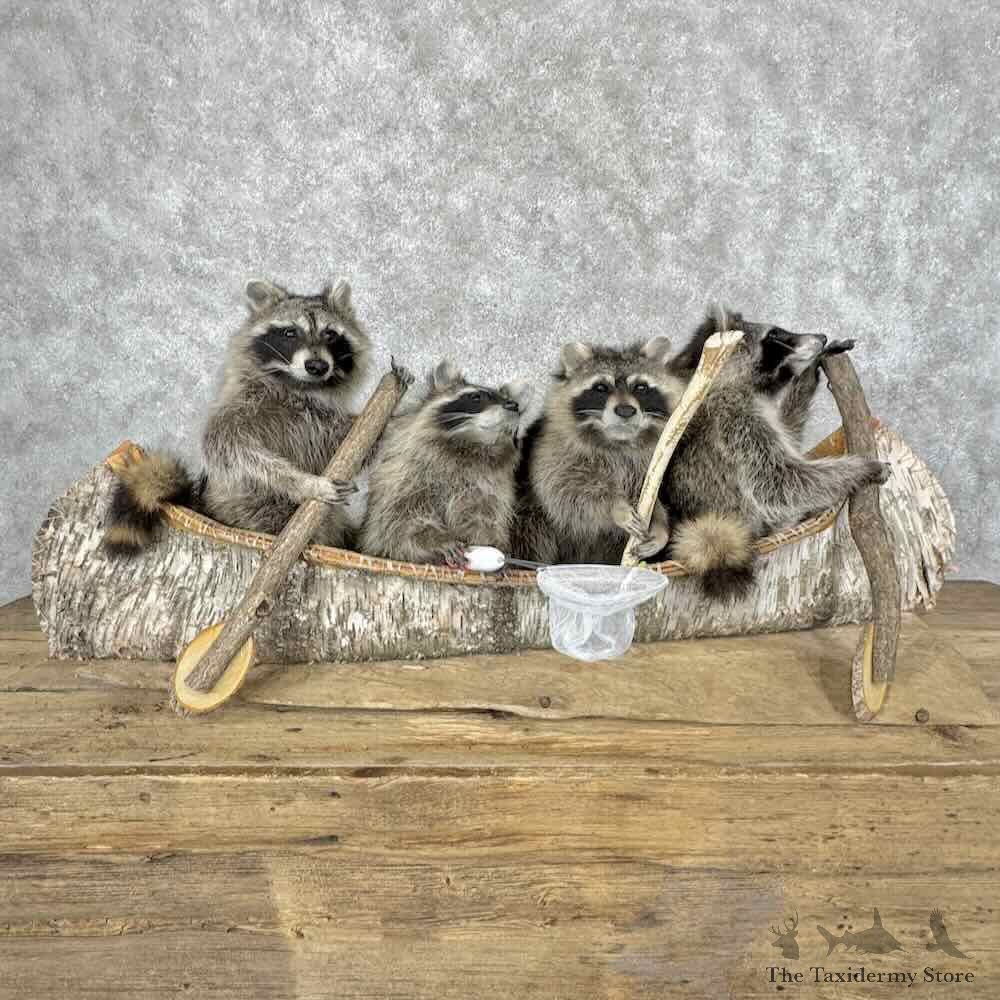 Canoeing Pals Raccoons Novelty Mount For Sale #32144 @ The Taxidermy Store