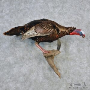 Eastern Wild Turkey Life Size Taxidermy Mount #12641 For Sale @ The Taxidermy Store