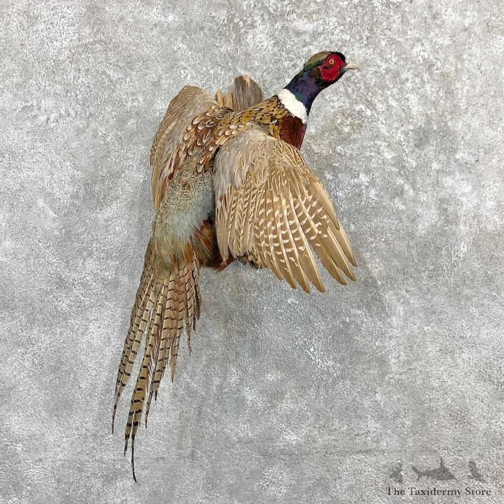Ringneck Pheasant Bird Mount For Sale #27269 @ The Taxidermy Store