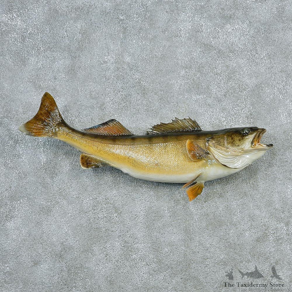 Walleye-Pike-Taxidermy-Fish-Mount-M1-#12793-For-Sale-@-The-Taxidermy-Store