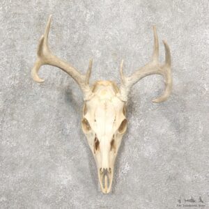 Whitetail Deer Skull European Mount For Sale #19253 @ The Taxidermy Store