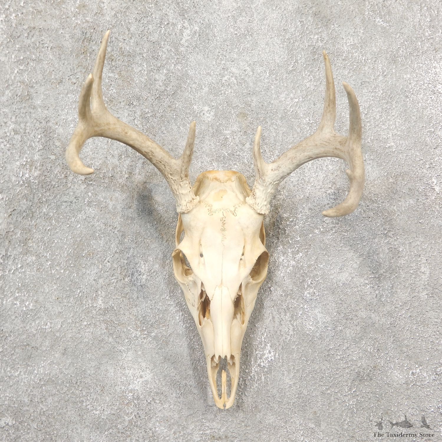 Whitetail Deer Skull European Mount For Sale #19253 @ The Taxidermy Store